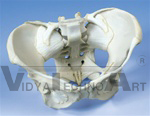 Ligamented Female Pelvis Model